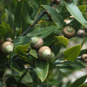 Quercus parvula var. parvula