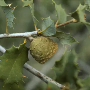 Quercus palmeri