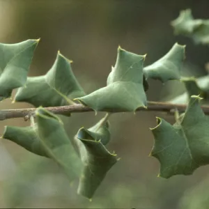 Quercus palmeri
