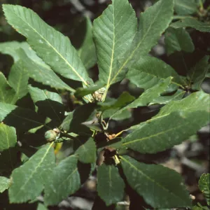 Quercus sadleriana