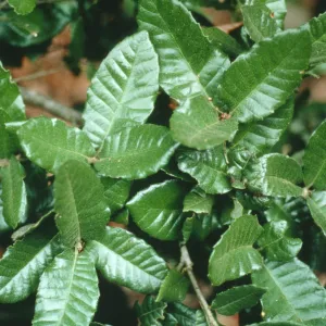 Quercus tomentella