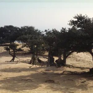 Quercus tomentella