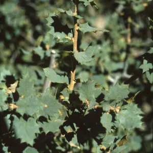 Quercus turbinella