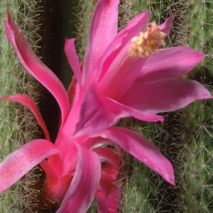 Rhipsalis