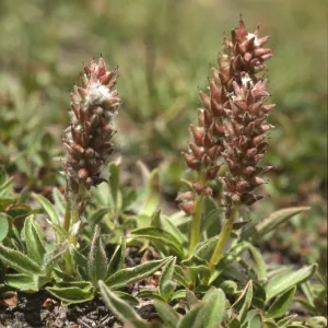 Salix arctica var. petraea