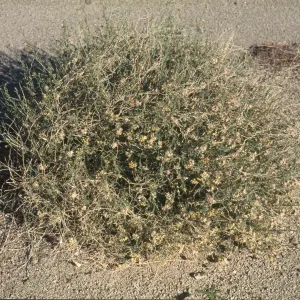 Sarcostemma
