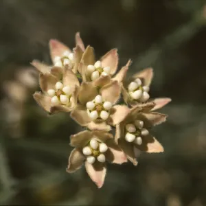 Sarcostemma