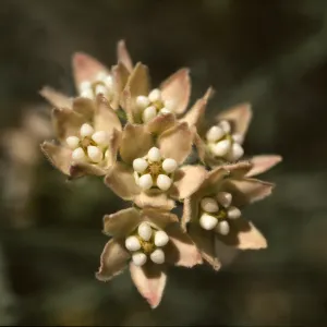 Sarcostemma