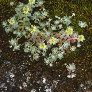 Sedum spathulifolium