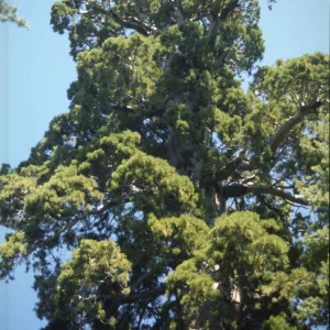 Sequoiadendron