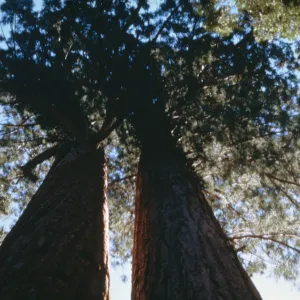 Sequoiadendron, View from the base of the tree