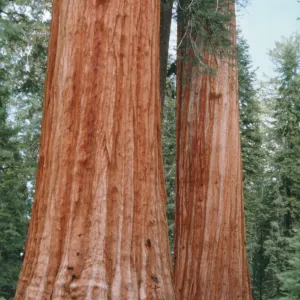 Sequoiadendron