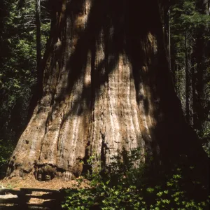 Sequoiadendron
