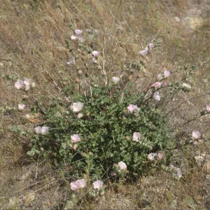 Sidalcea hickmanii ssp. anomala