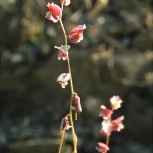 Streptanthus polygaloides