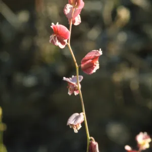 Streptanthus polygaloides