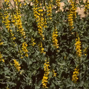Thermopsis macrophylla