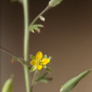Tropidocarpum capparideum