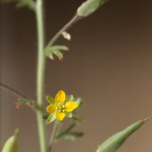 Tropidocarpum capparideum