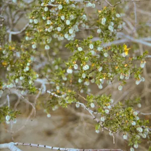 Larrea tridentata
