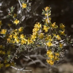 Coleogyne ramosissima