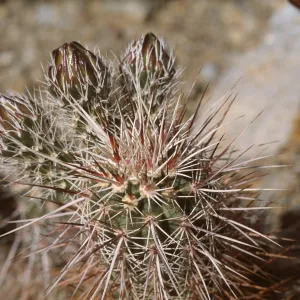 Echinocereus engelmannii
