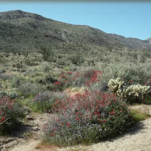 Anza Borrego Hellhole Canyon