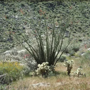 Anza Borrego Ocotillo