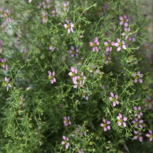 Anza-Borrego, Nude Wash