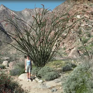 Anza-Borrego, Fouquierra