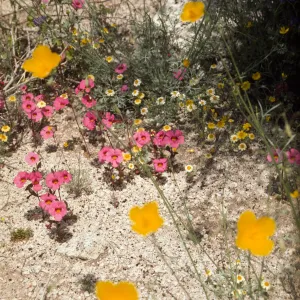 Anza-Borrego Wildflowers (California Poppies)