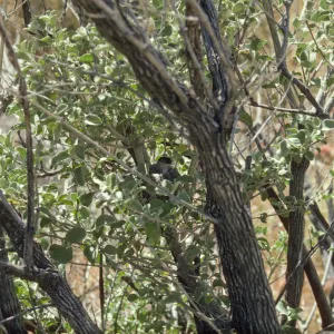 Gnatcatcher in Hyptis