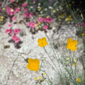 Eschscholzia (California Poppy)