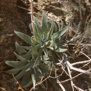 Dudleya (liveforevers)