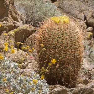 Ferocactus cylindraceus