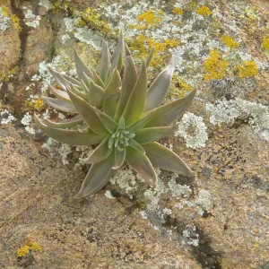 Dudleya saxosa