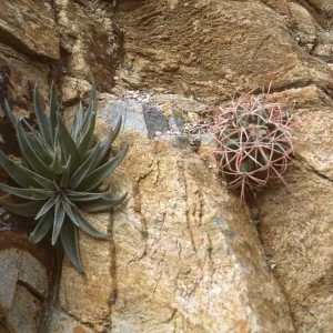 Dudleya saxosa & Ferocactus