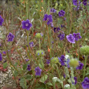 Phacelia minor