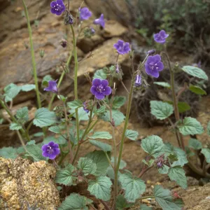 Phacelia minor