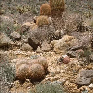 Ferocactus
