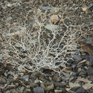 Death Valley National Park