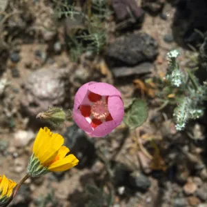 Eremalche rotundifolia