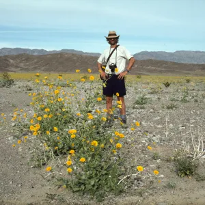 Geraea in bloom, Death Valley. Owen Dell