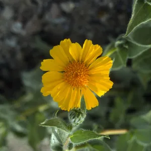 Geraea flower