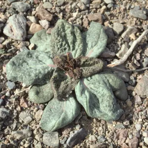 Grand Ghost , Atrichoseris platyphylla, Death valley