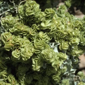 Atriplex canescens fruit