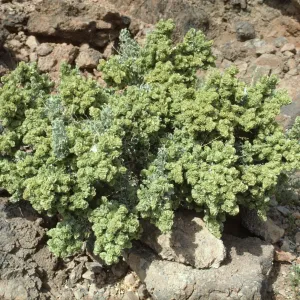 Atriplex canescens