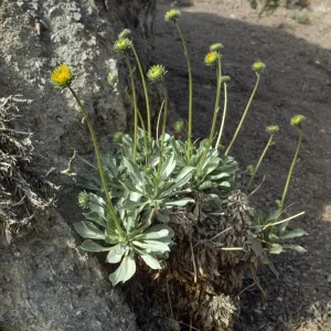 Enceliopsis covillei