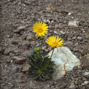 Enceliopsis covillei in bloom