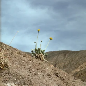 Enceliopsis covillei